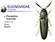 Procladidus foveicollis